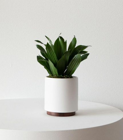 Coco Coir Pole - Image 4