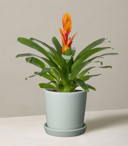 Peat Free Potting Mix - Image 3